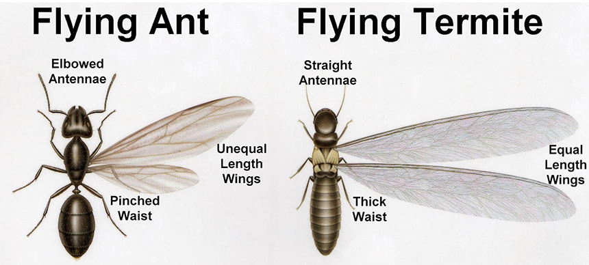 How to Get Rid of Flying Ants: a Guide to Extermination