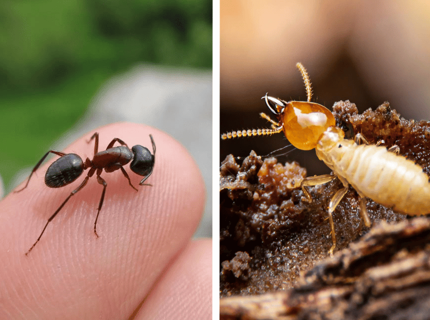 How to Get Rid of Ants in Your House and Yard
