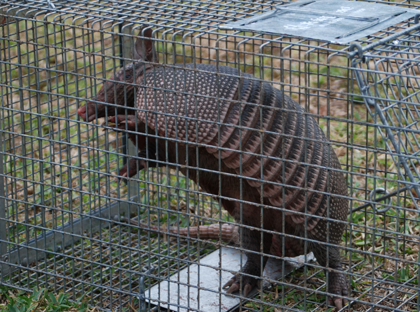 How to Get Rid of Armadillos in Your Backyard