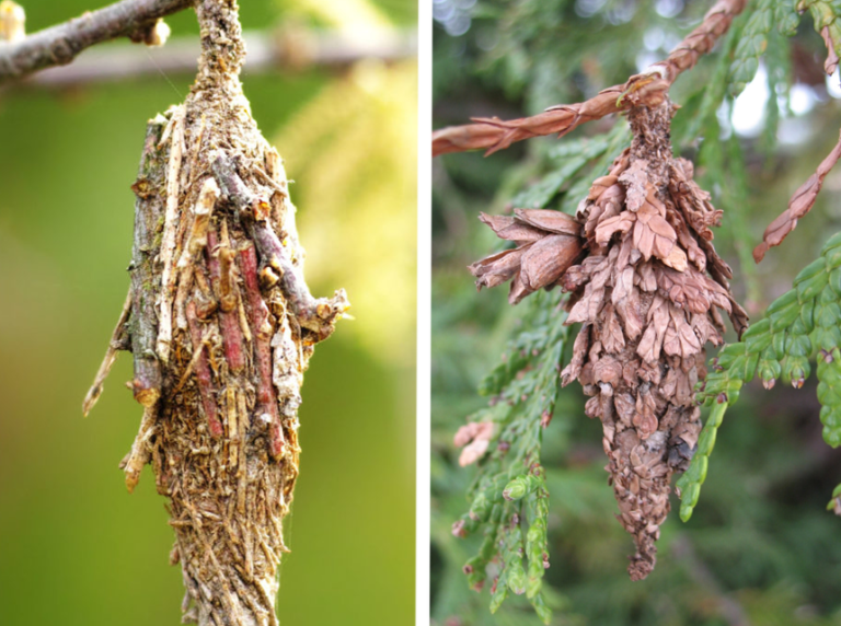 How to Get Rid of Bagworms for Good