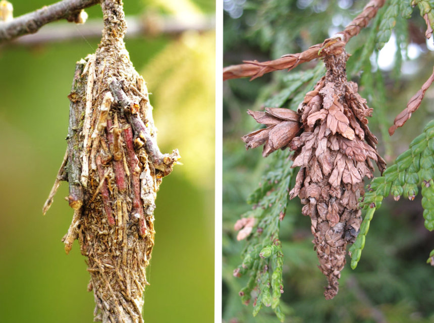How to Get Rid of Bagworms: Natural and Chemical Methods