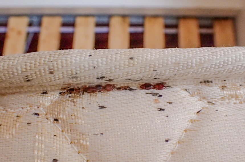 How to Get Rid of Bed Bugs - Eliminate Them for Good