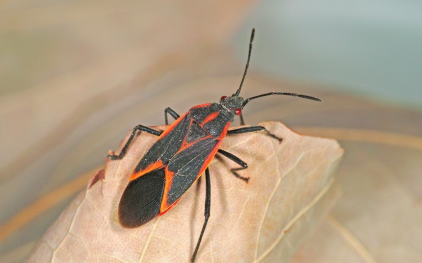 How to Get Rid of Boxelder Bugs and Keep Them from Coming Back