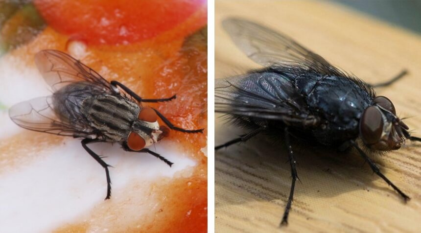 How to Get Rid of Cluster Flies in House Once and for All!