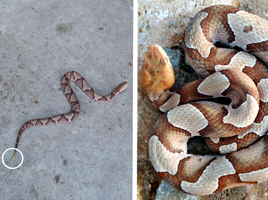 How to Get Rid of Copperhead Snakes Once and For All