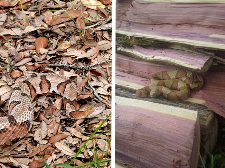 How to Get Rid of Copperhead Snakes 8 Methods that Work