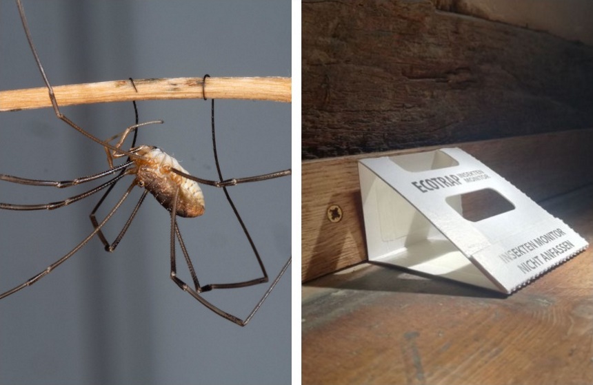 How to Get Rid of Daddy Long Legs: Methods That Work