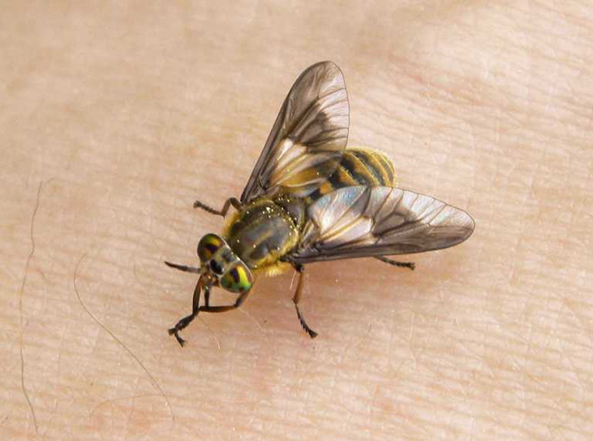How to Get Rid of Deer Flies: A Complete Guide