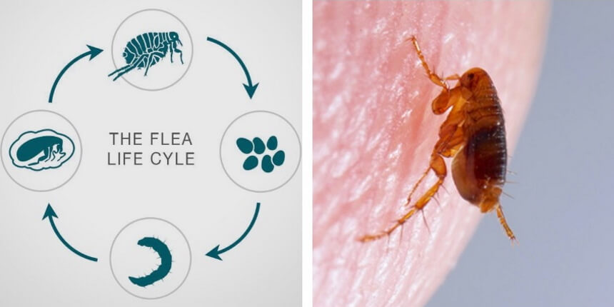 How to Get Rid of Fleas Without Losing Your Mind