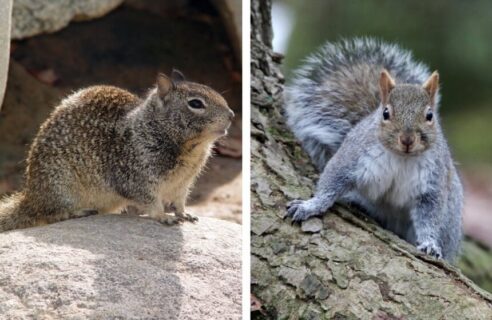 How to Get Rid of Ground Squirrels: Traps, Baits & Home Remedies