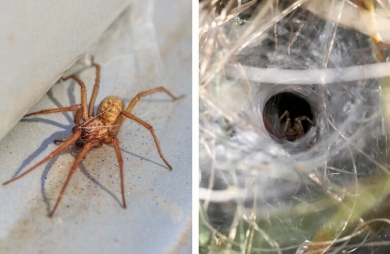 How to Get Rid of Hobo Spiders