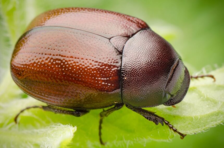How to Get Rid of June Bugs Quickly