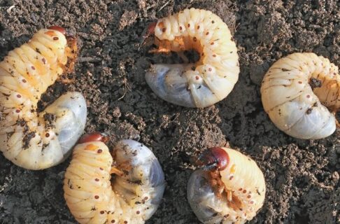 June Bug Tan Shell How to Get Rid of June Bugs: Step-by-Step Guide