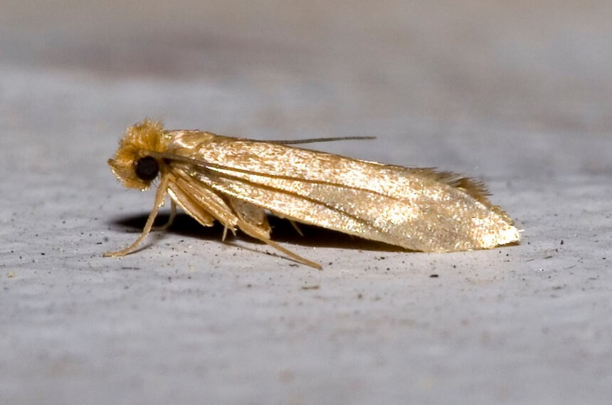 How to Get Rid of Moths: Natural Remedies and Treatments
