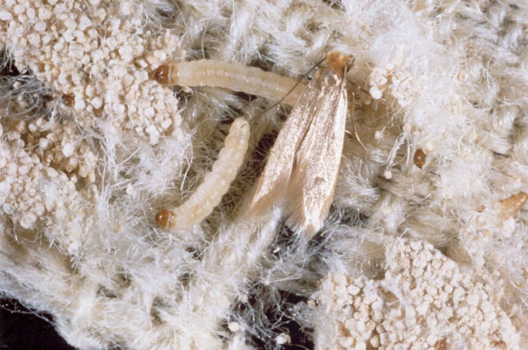 How to Get Rid of Moths Natural Ways & Useful Tips