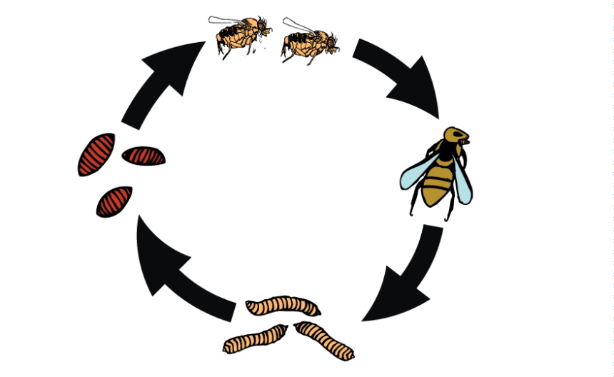 How To Get Rid Of Phorid Flies Everything You Need To Know