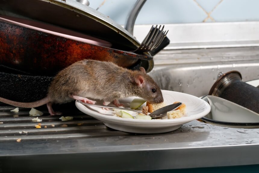 How to Get Rid of Rats: Drive the Nasty Creatures Away Fast!