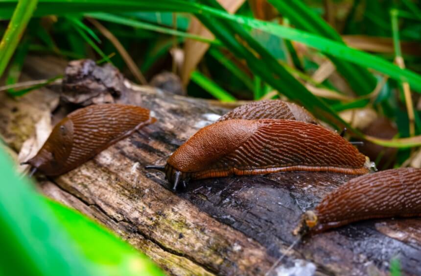 How to Get Rid of Slugs: No More Slimy Pests in Your Garden!