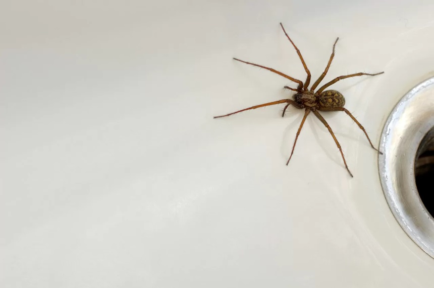 How to Get Rid of Spiders Home Remedies and Chemical Treatments