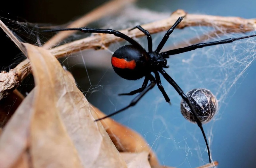 How to Get Rid of Spiders Home Remedies and Chemical Treatments