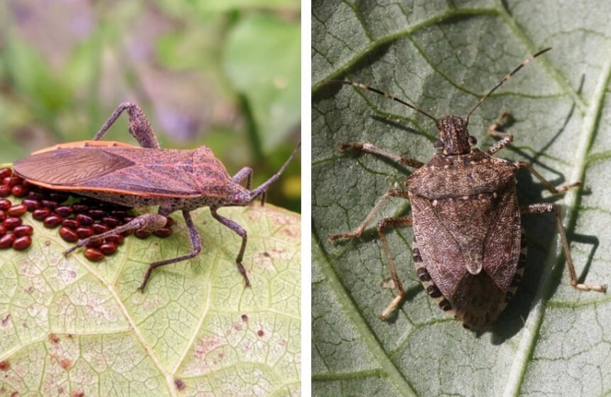 How to Get Rid of Squash Bugs: 8 Proven Methods