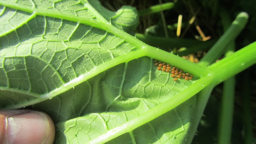 How to Get Rid of Squash Bugs: 8 Proven Methods