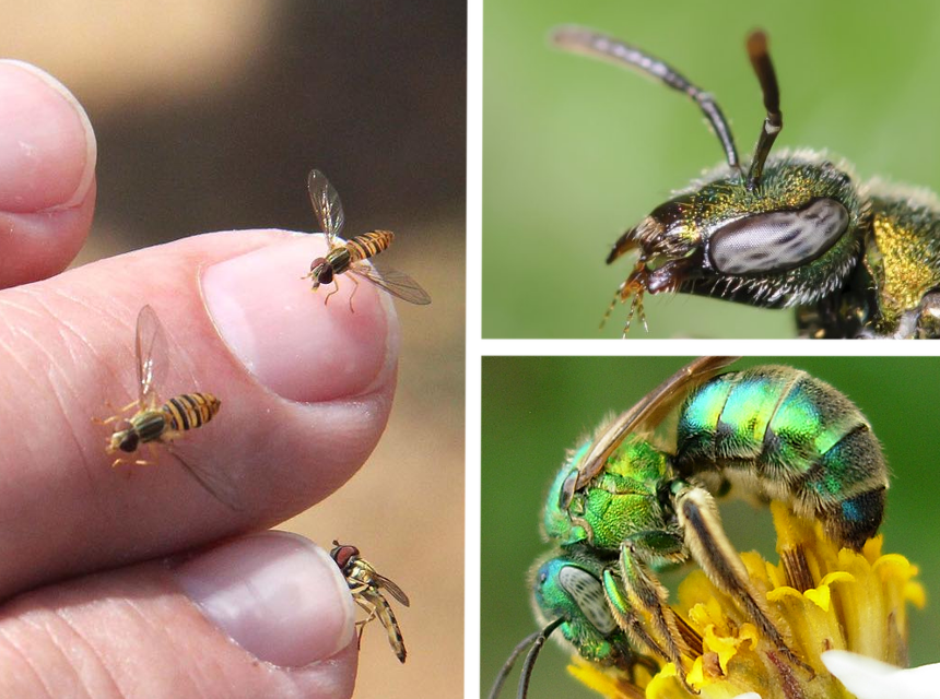 How to Get Rid of Sweat Bees: Most Effective Methods
