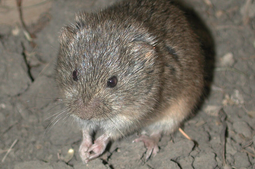How to Get Rid of Voles: A Simple Guide to Pest Control