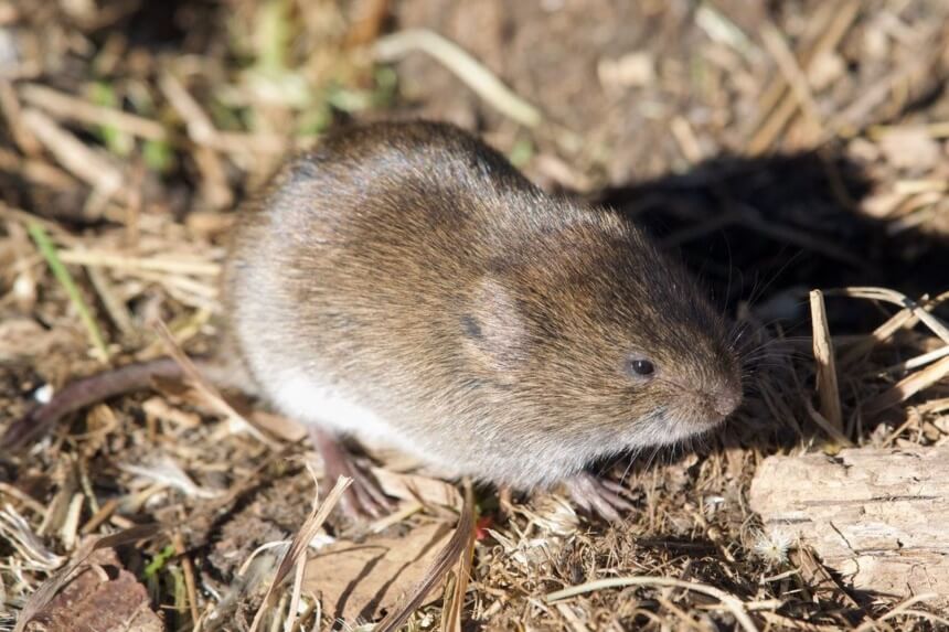 How to Get Rid of Voles: A Simple Guide to Pest Control