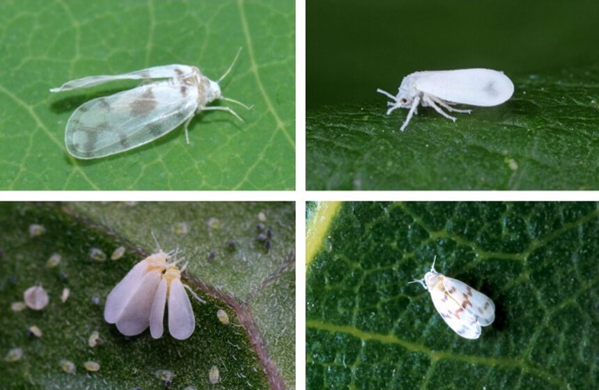 How to Get Rid of Whiteflies for Good!