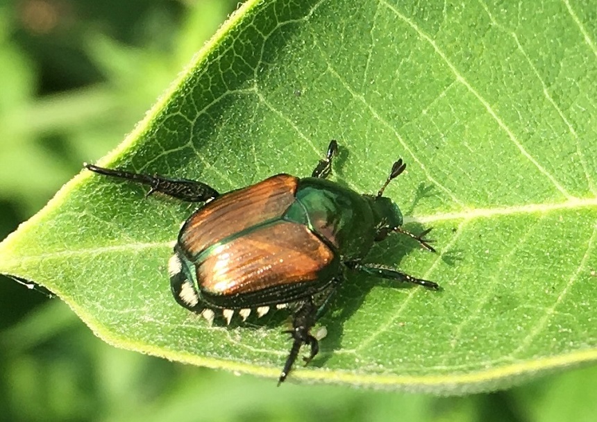 How to Get Rid of Japanese Beetle Infestation