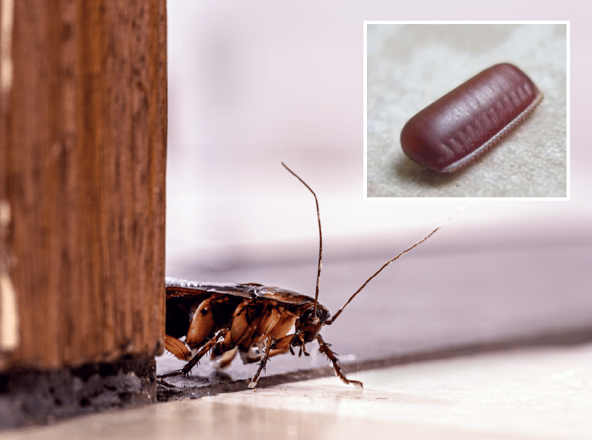 Palmetto Bug vs. Cockroach: Differences to Know