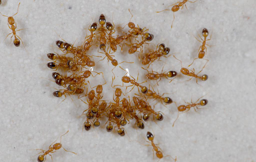 How to Get Rid of Pharaoh Ants in Your Home: Solutions to the Problem