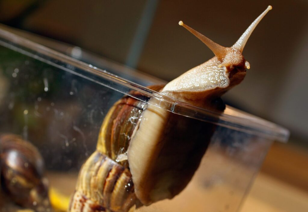 How to Get Rid of Snails in Your House and Yard