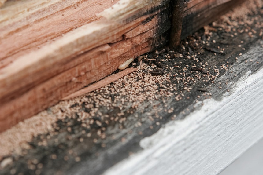 Termite Droppings: What Do They Look Like, and How to Deal with Them?