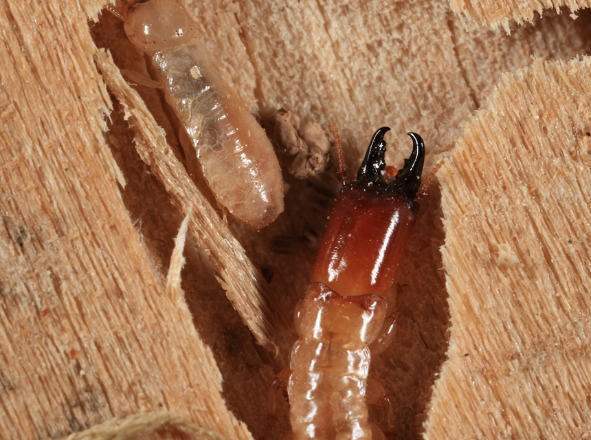 What Do Termites Eat? Their Feeding Habits Depending on the Species