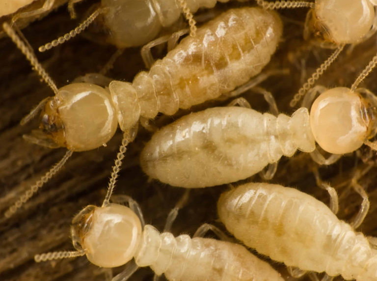 What Do Termites Eat? Their Feeding Habits and Digestion
