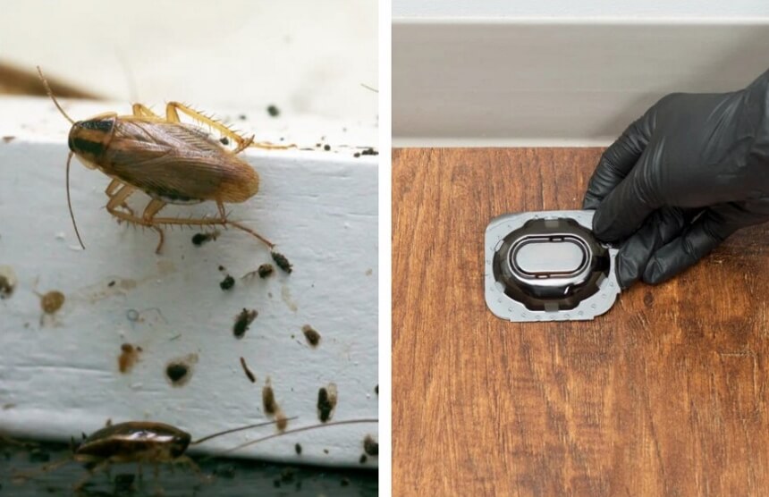 What You Need to Know About White Roaches