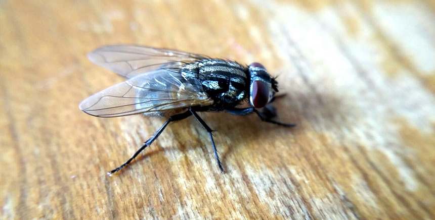 How to Get Rid of House Flies Infestation Indoors & Outdoors Quickly