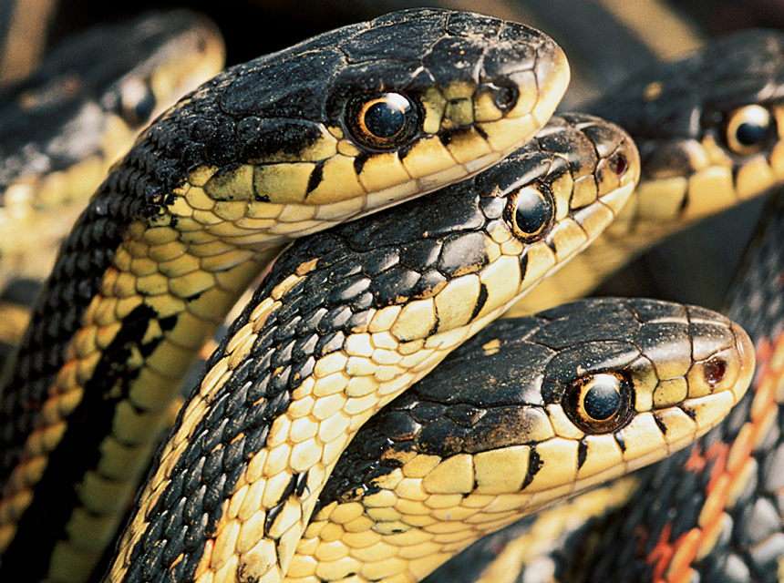 What is a Group of Snakes Called: All the Terms Explained