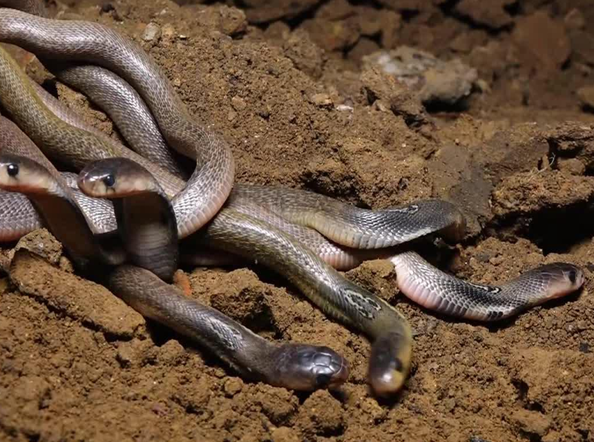 What is a Group of Snakes Called: All the Terms Explained