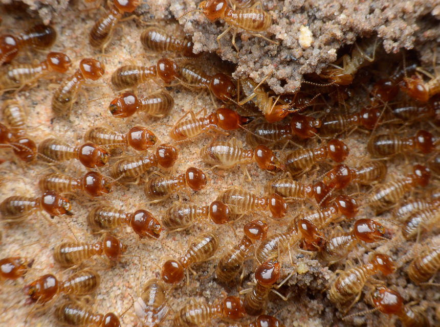 When Do Termites Swarm? Here's the Answer for Different Species and States