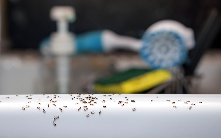 How to Get Rid of Crazy Ants: Ways to Keep Your Home Ant-Free