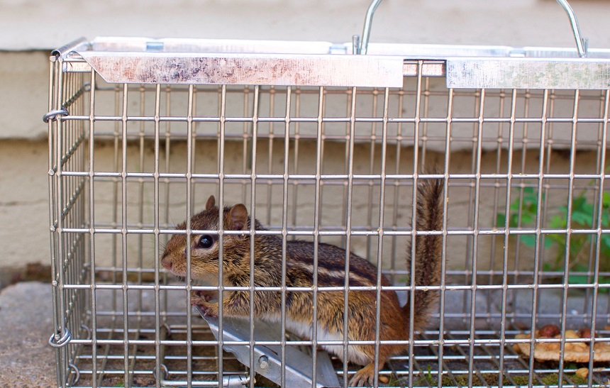How to Fill Chipmunk Holes: Easy-to-Follow Instructions