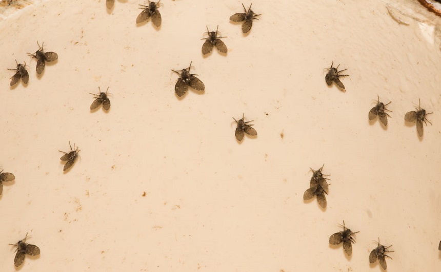 How to Get Rid of Drain Flies: Simple, Yet Effective Methods
