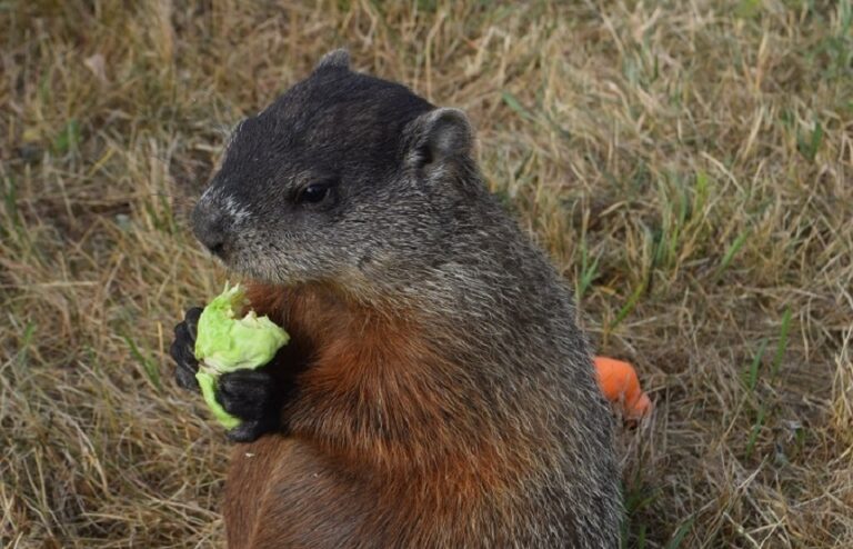 What do Groundhogs Eat? The Complete Guide on Their Diet