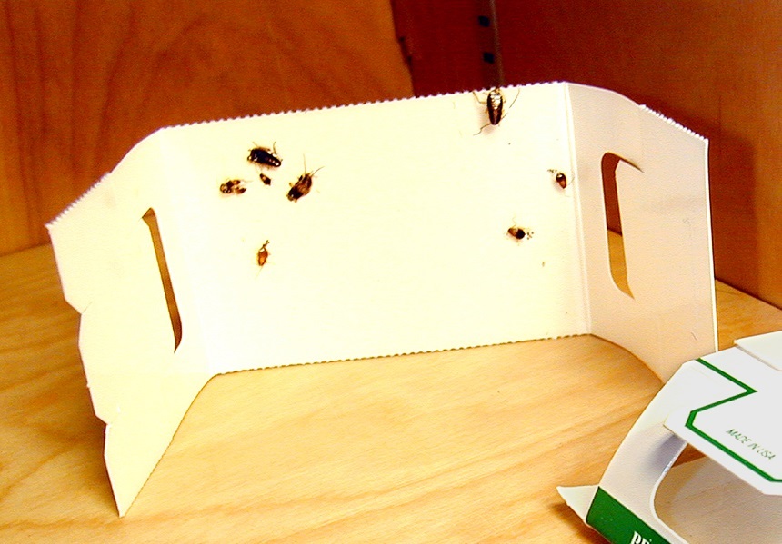 How to Get Rid of Weevils in House