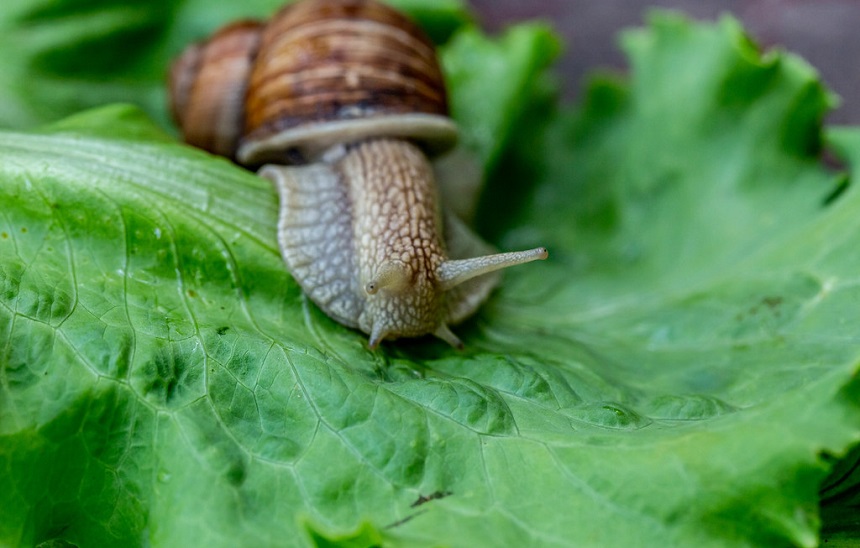 How to Get Rid of Snails in Your House and Yard