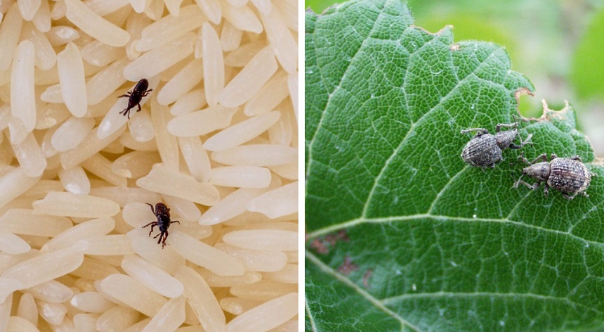How to Get Rid of Weevils in House