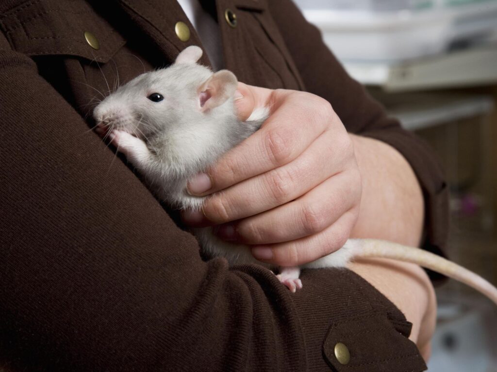 How Long Do Rats Live as Pets and in the Wild?